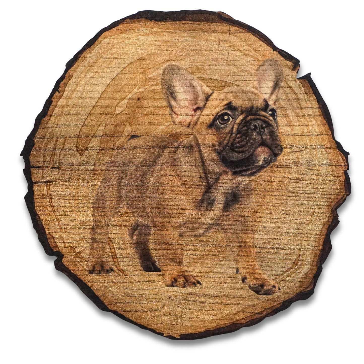 Wandbild Holzoptik Bulldogge